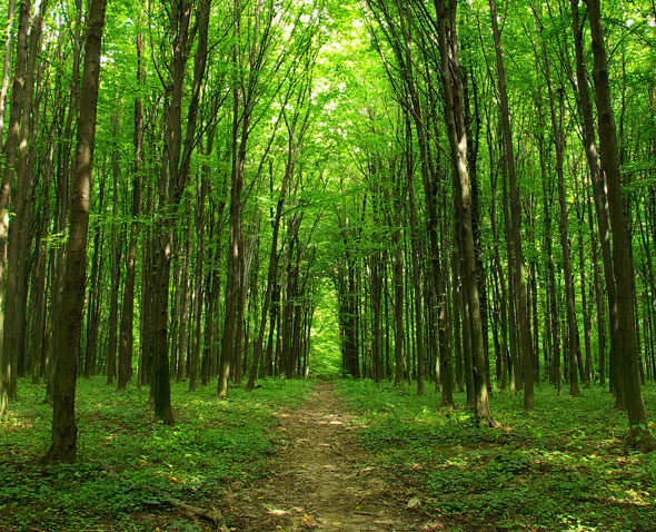 Environment